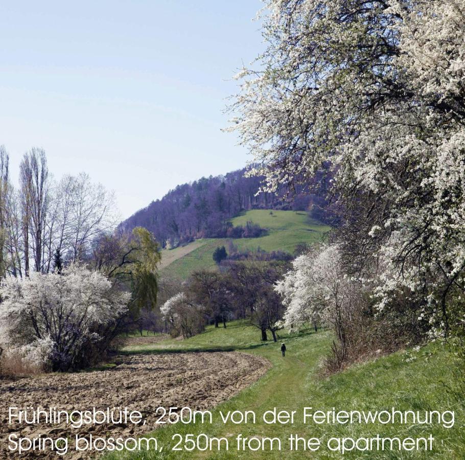 Passivhaus 750M Vom Bodensee -- 2X E-Bike Inklusive -- Neubau 2019 Am Ortsrand 외닝겐 외부 사진